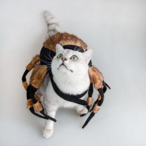 Spider Costume For Pets: Transform Your Furry Friend Into A Spooky